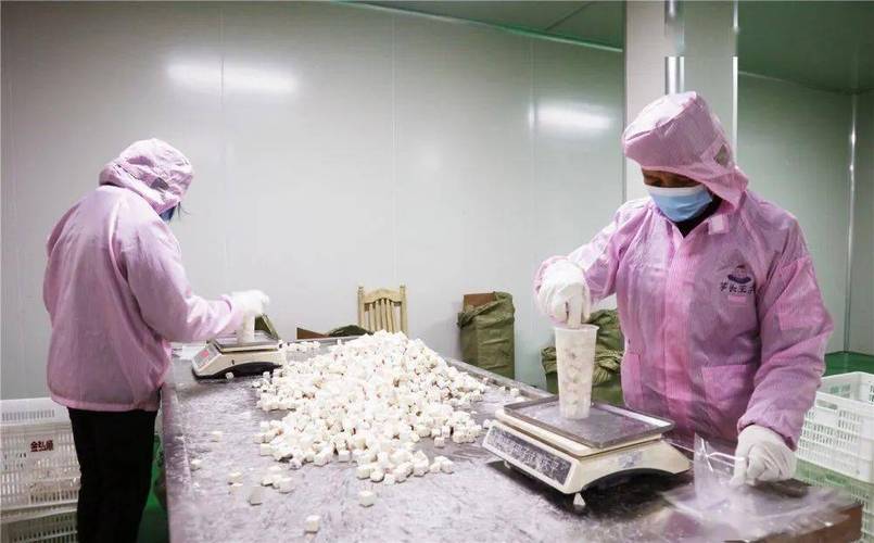 卢金光的赤锡槟榔芋工厂于2020年10月开始投建,总占地面积2500平方米